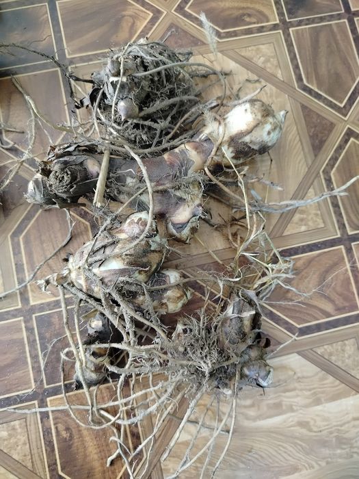 Kanna Paciorecznik kłącza