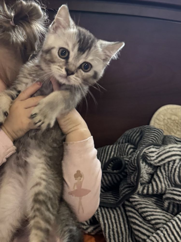 Шотландський котик