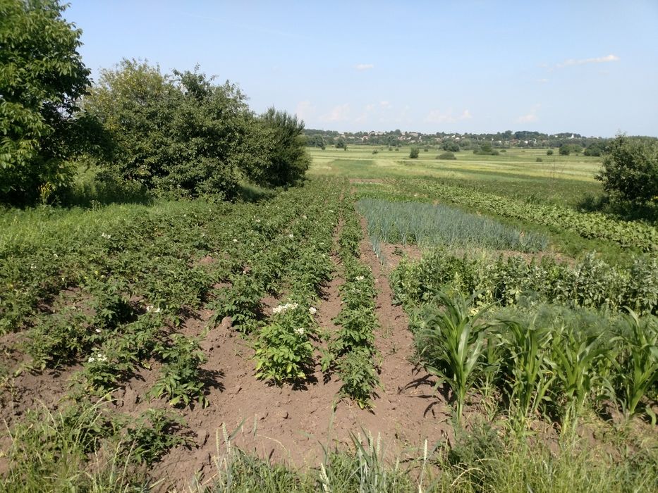 Земельна ділянка