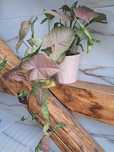 Syngonium Neon Robusta Zroślicha