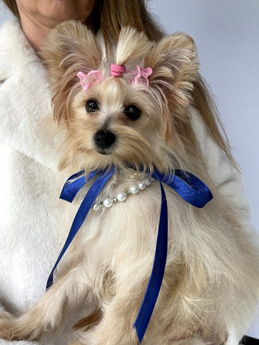 Обіймай і не відпускай  чарівні Помапу тут!