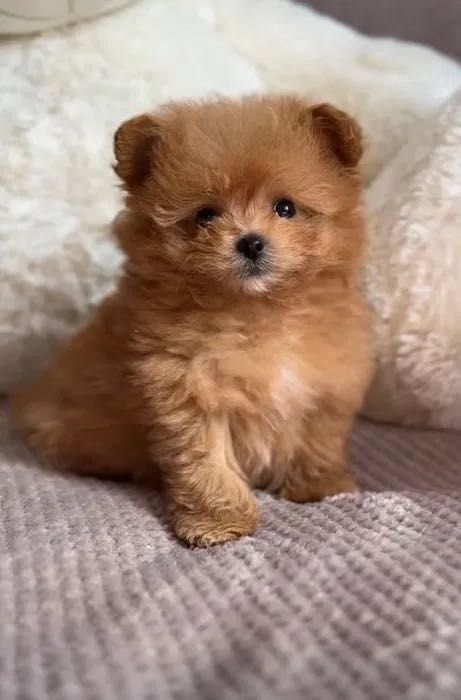 Чудо міні ПОМАПУ