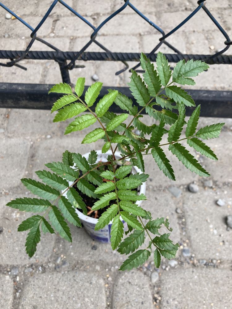 sadzonki drzew leszczyna, dąb, aronia, bergenia, brzoza i wiele innyc