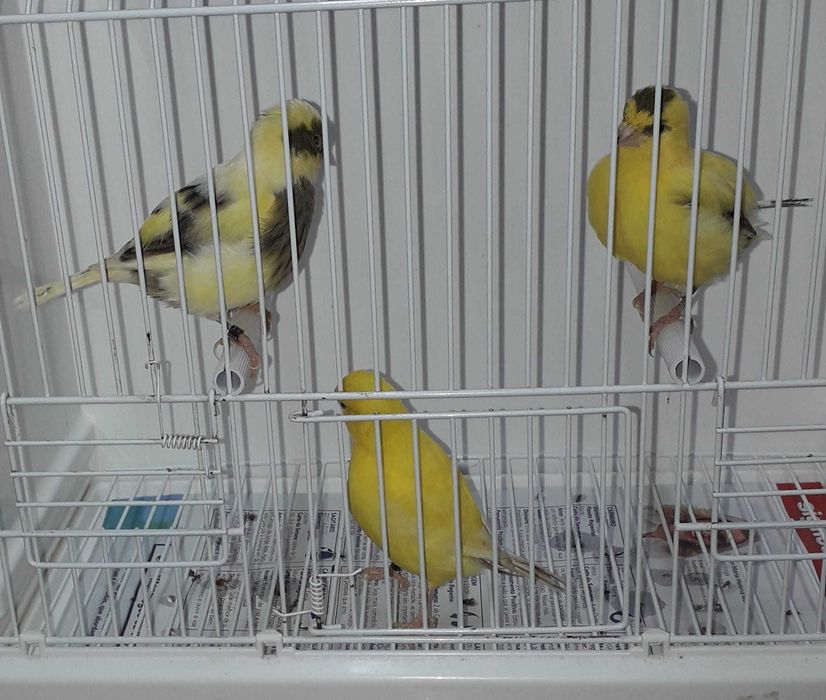 Vendo canários apartir de 10€