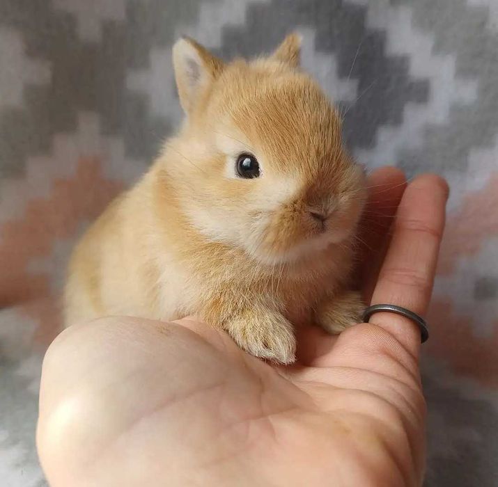 Coelhos anões bebés + gaiola nova + alimentação adequada