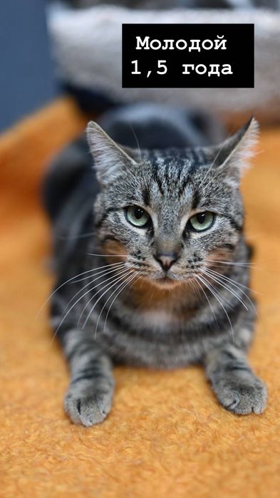 Котик Тимофей из приюта бесплатно