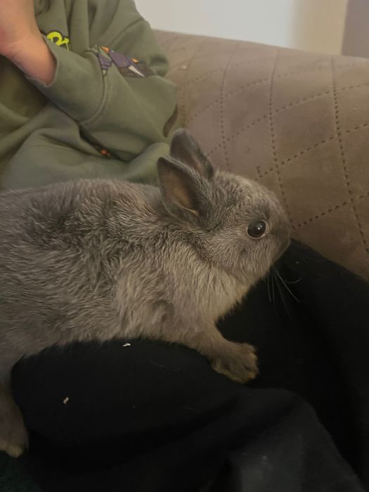 Oddam królika malutki szary