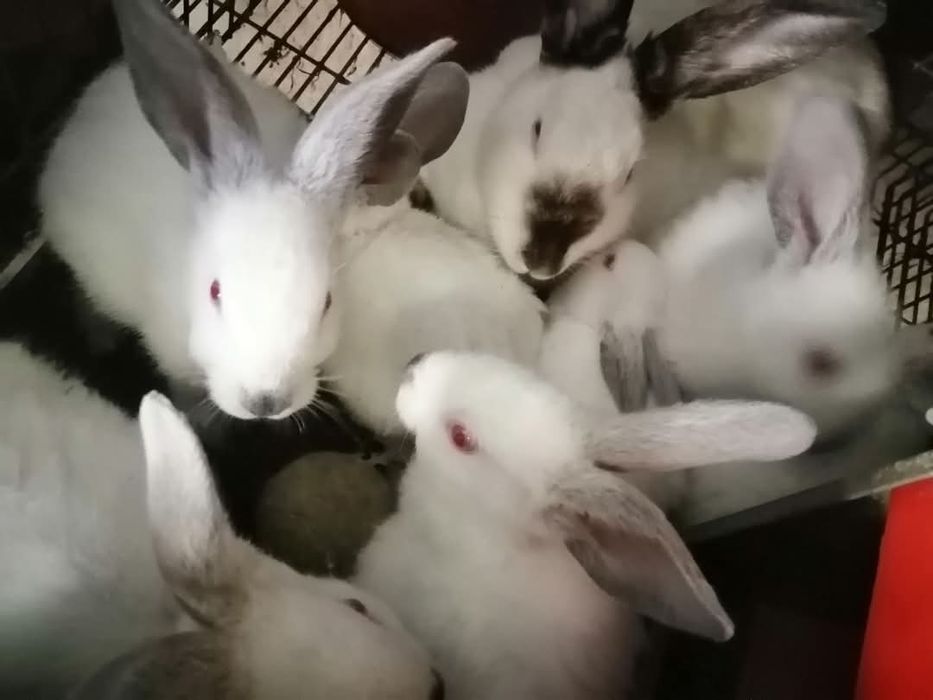 Coelhos de várias raças