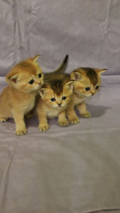 Чистокровные золотые шиншиллы девочки