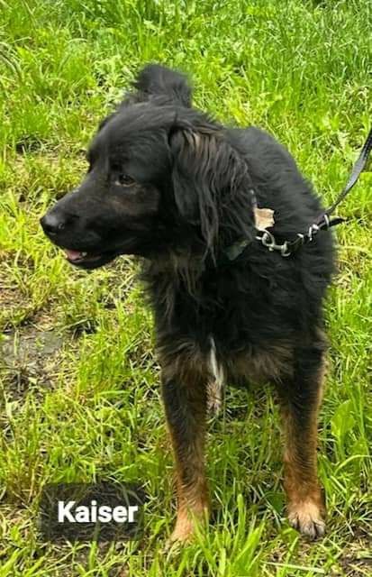 Piękny kochany pies szuka domu Adopcja