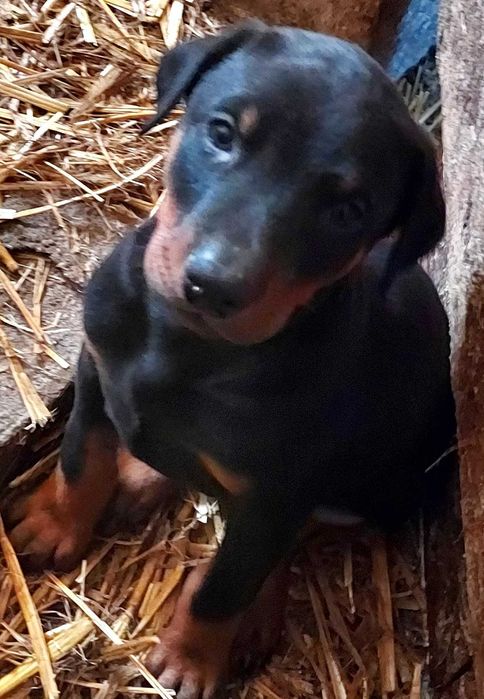 Doberman Szczenię Sprzedam