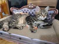 Kocurek Maine coon