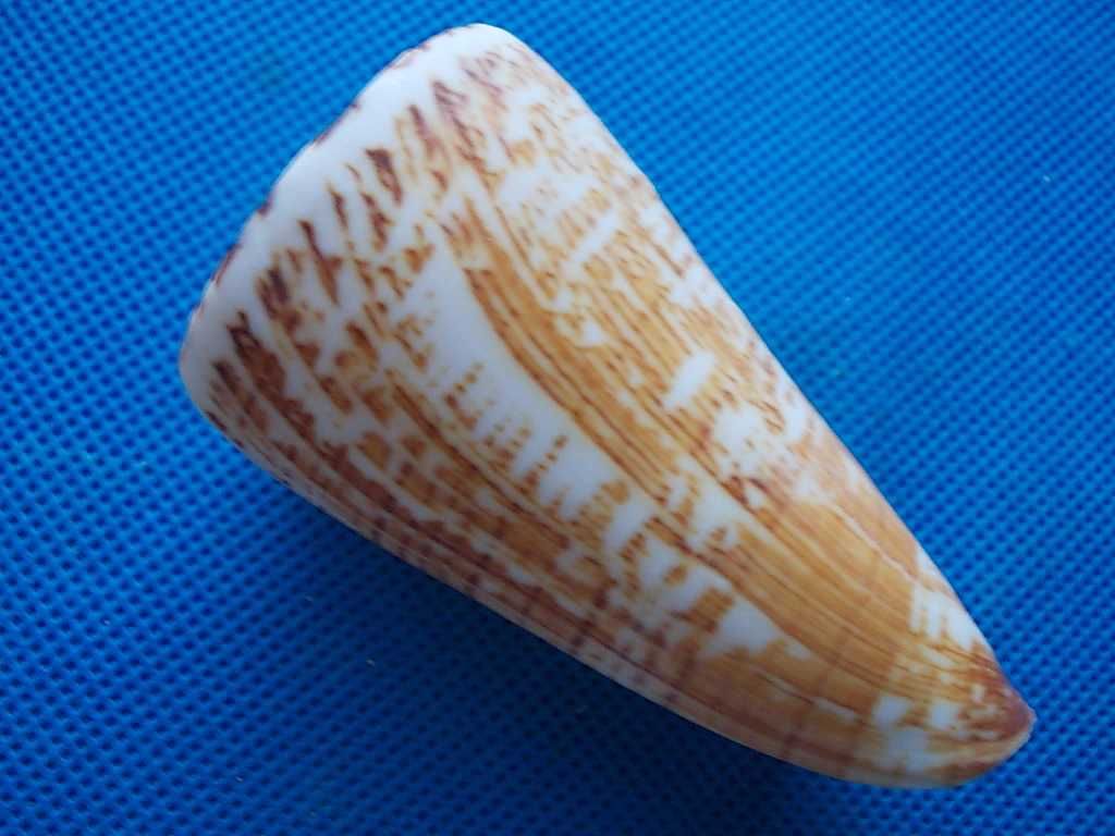 Muszle morskie- Conus thalassiarchus mariei