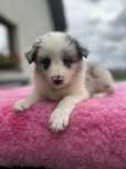 Cudowna suczka Border Collie ZKwP FCI  po Grand Championie PL