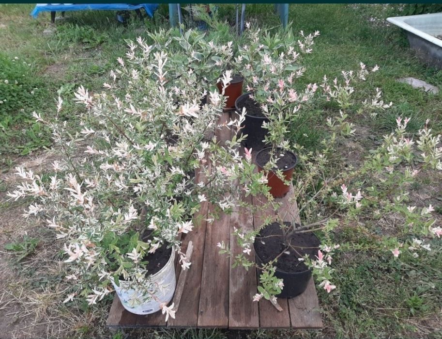 Продам- верба японська,  ялівець козацький, терен, катальпа, вейгела