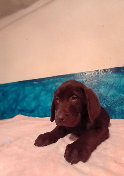 Mam na sprzedanie śliczne labladory