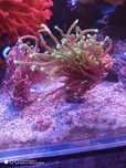 Euphyllia New York Knicks