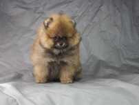 POMERANIAN- Szpic miniaturowy