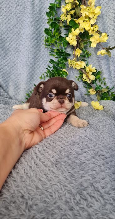 Excecional mini menina Chihuahua/Chiuaua de Qualidade,LinhagemRussa