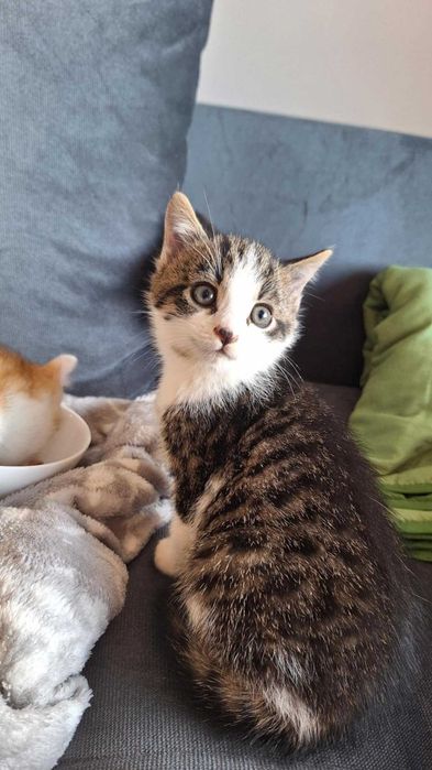 Oddam 2 koty w dobre ręce - urodzone pod koniec sierpnia