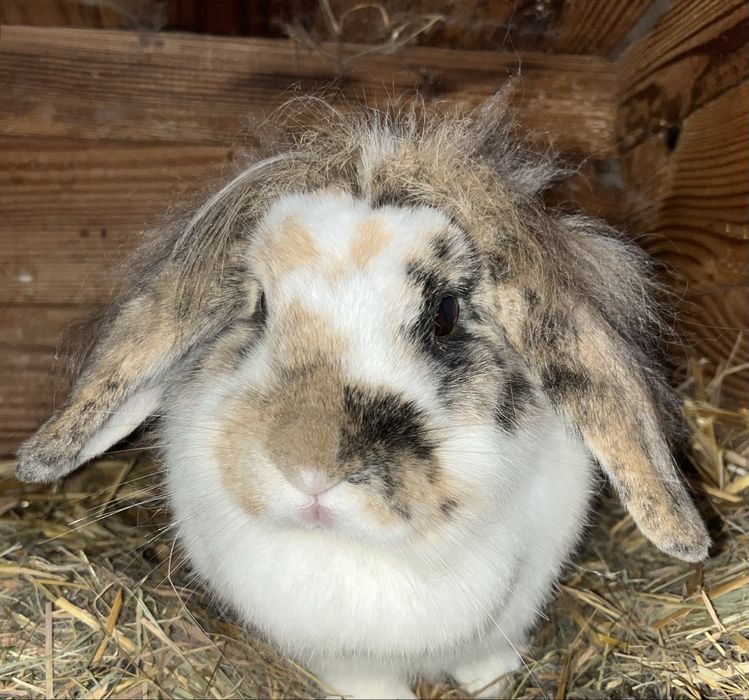 Sprzedam kroliczki miniaturki