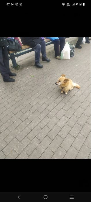 Найдена собачка макдональдс