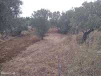 Terreno Rustico c/ 2840 m2 | Horta dos Corvos | Valhascos