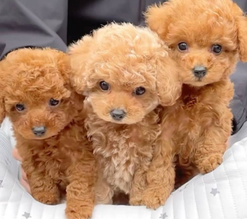 Доставка закордон! Преміальні мальтипу ред браун maltipoo f1