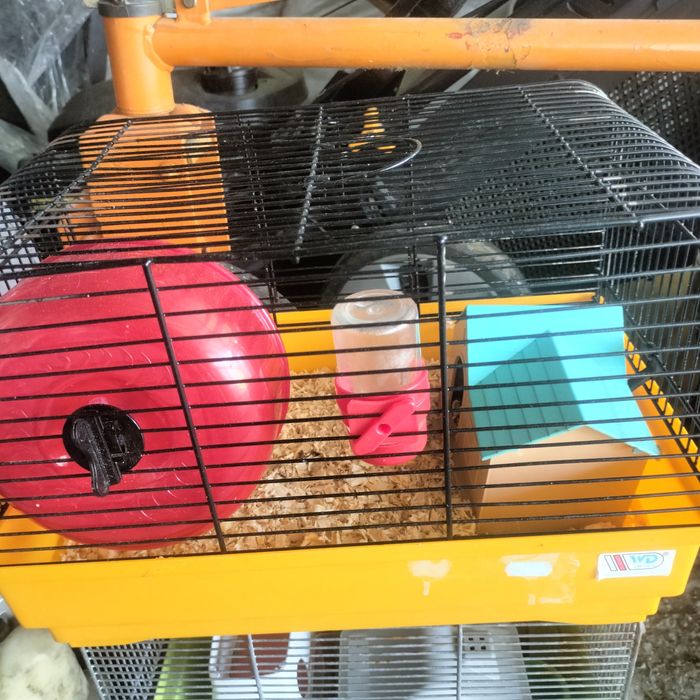 Klatka + chomik dżungarski gratis