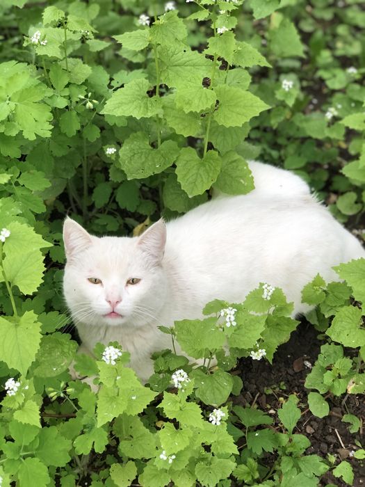 Шикарный белый кот бесплатно