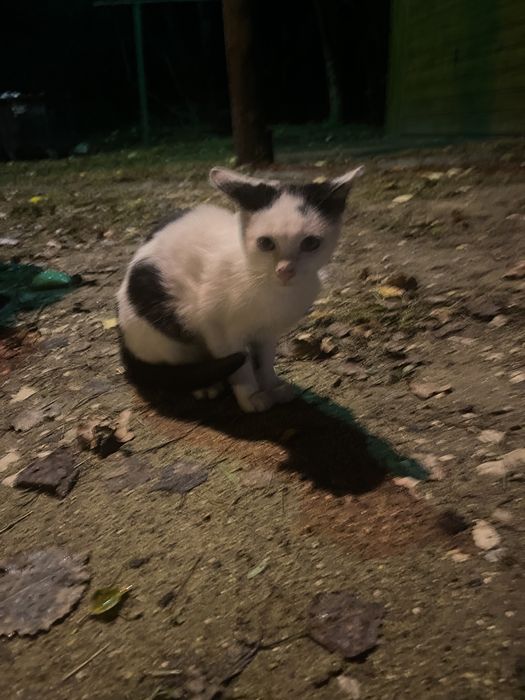 Kotek szuka domu