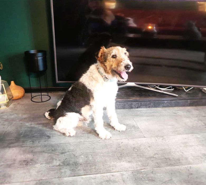 Kochany, bezdomny, bardzo pragnący miłości foxterier szuka domku