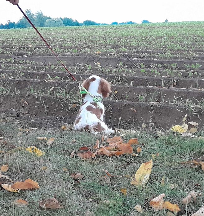 Cavalier king Charles Spaniel ZKwP FCI piesek WIKO