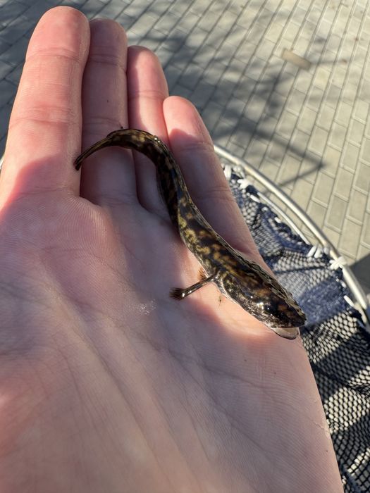 Miętus miętusy narybek miętusa dowóz