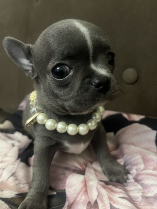 Suczka chihuahua