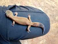 Gekony lamparcie