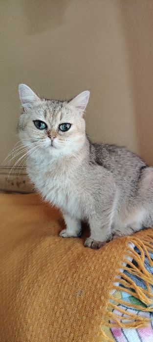 Прилаштовуємо у хороші руки кішечку !