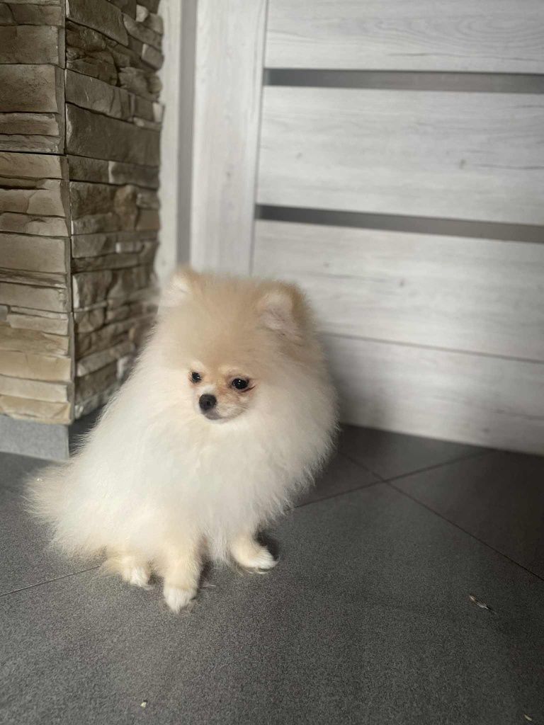 Szpic pomeranian piesek