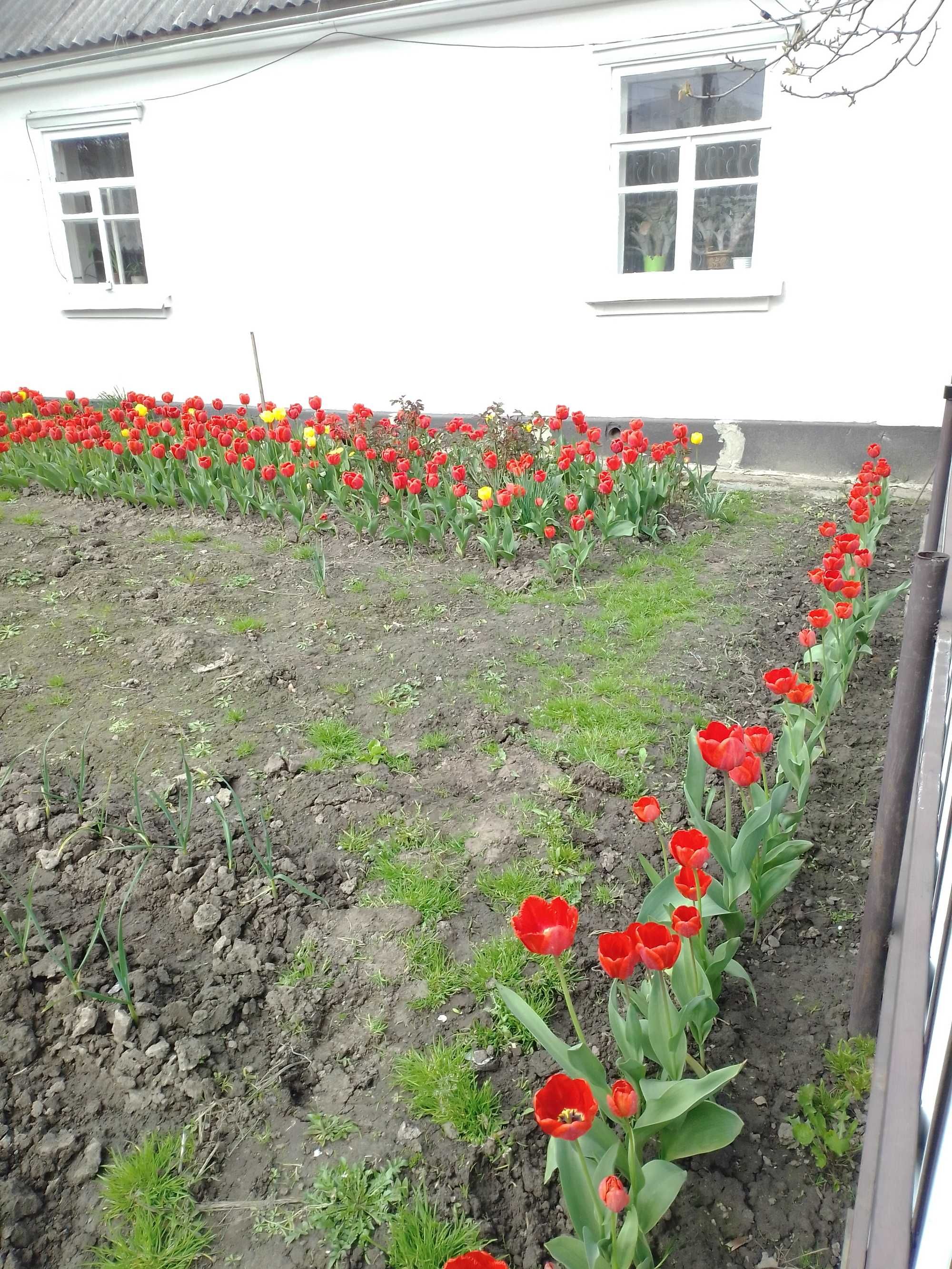 Будинок в центрі міста