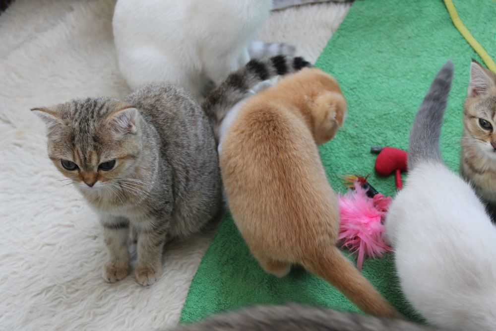 Яскравий та рідкісний шотландець золото1 шиншилли