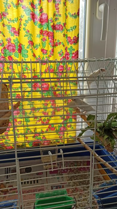 Клітки для японських білих амадін