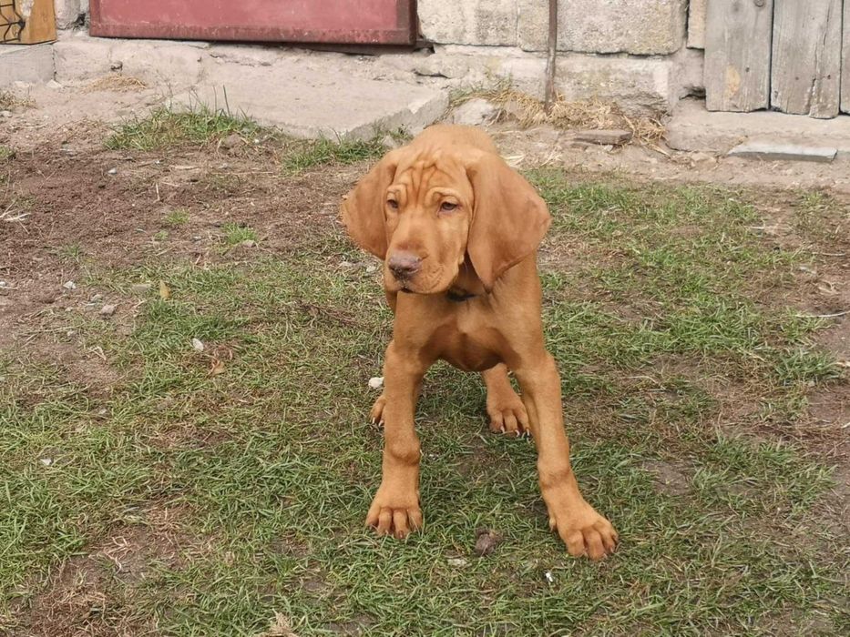Wyżeł węgierski kròtkowłosy ZKwP Z Buczyńskiego Lasu FCI
