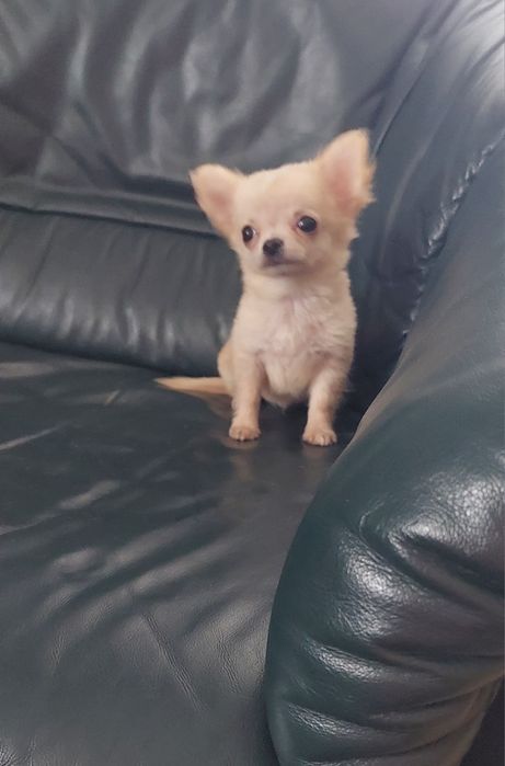 Długowłosy piesek chihuahua