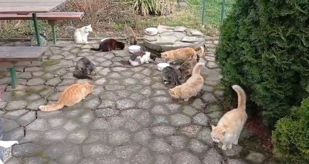 Рудий котик, рижий котик