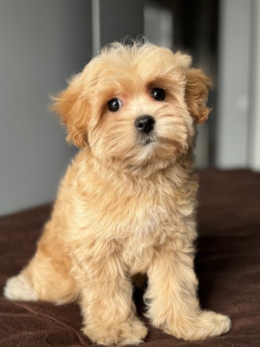 Мальтипу мини мальчик ф1