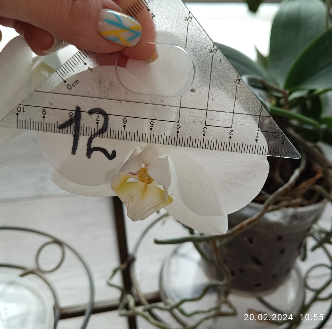 Орхидея фаленопсис белая крупная королевская