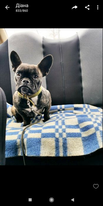 Продам  у добрі руки тільки в люблячу родину не на привязь