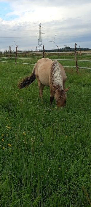 Sprzedam kuca ogierka