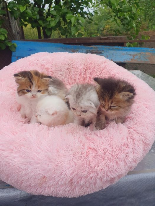 Кошечки Шотланцы прямоушки и вислоушки