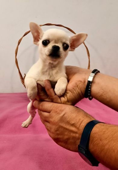 Chihuahua krótkowłosy